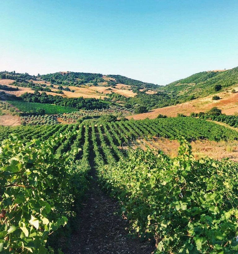 view of 'Domaine Hatzimichalis' vineyards in the background of blue sky and mountains